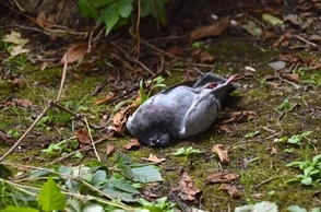 Мертвые голуби во сне