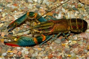 К чему снится рак