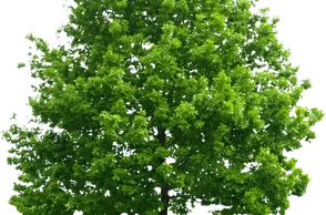 К чему снятся деревья