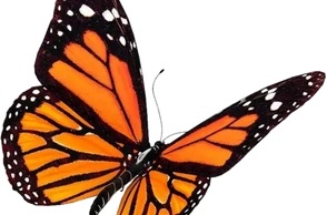 К чему снится мотылек