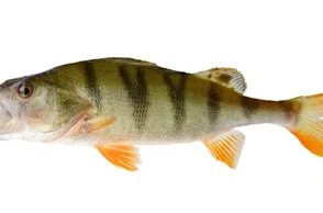 К чему снится окунь