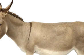 К чему снится осел