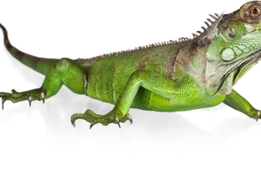 К чему снятся рептилии