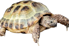 К чему снится черепаха