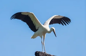 К чему снится аист