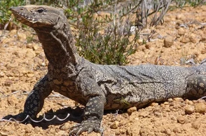 К чему снится варан