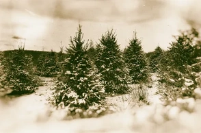 К чему снятся елки