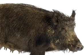 К чему снится кабан