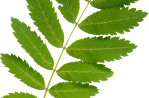 К чему снится рябина