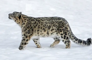 К чему снится снежный барс