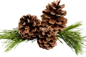 К чему снится сосна