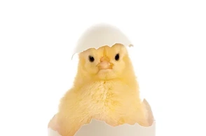 К чему снится цыпленок