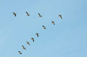 К чему снятся гуси