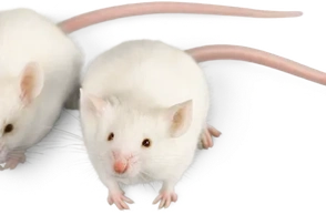 К чему снятся мыши