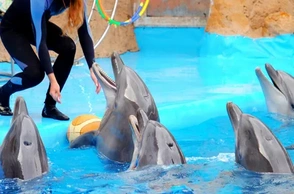 К чему снится дельфинарий