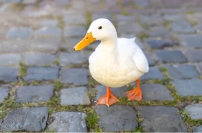 К чему снится житель