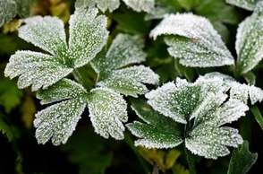 К чему снятся заморозки