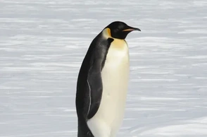 К чему снится император