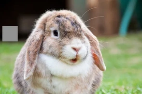 К чему снится кролик