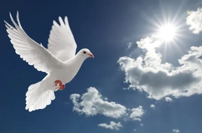 К чему снится белый голубь