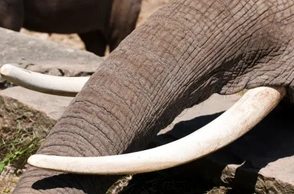 К чему сниться бивень