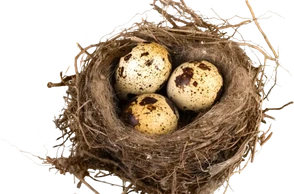 К чему снится гнездо