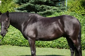 К чему снится черная лошадь