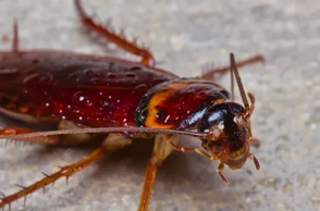 К чему снятся тараканы