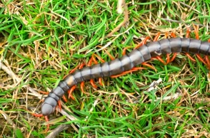 К чему снятся сколопендры