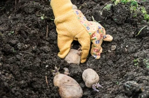 Сажать картошку во сне