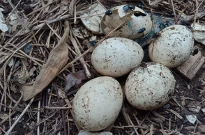 К чему приснилось тухлое яйцо