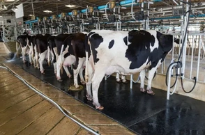 К чему снится доение