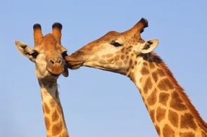 К чему снится целоваться