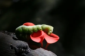 К чему снятся грибы с червями