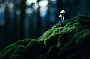 К чему снятся поганки