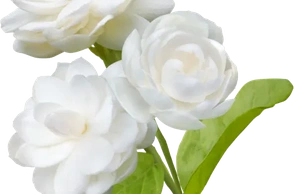 К чему снится жасмин