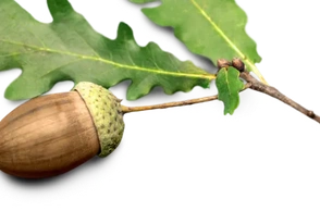 К чему снится жёлудь