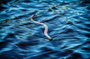 К чему снятся змеи в воде