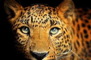 К чему снится леопард