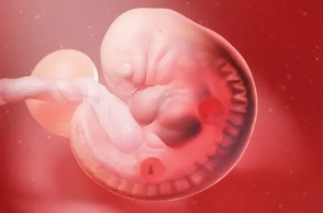 К чему снится зародыш