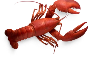 К чему снится лангуст