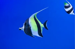 К чему снится мавританка