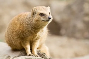 К чему снится мангуст