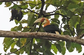 К чему снится папуас
