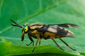 К чему снится слепни