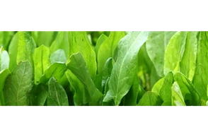 К чему снится щавель