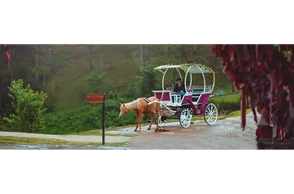 К чему снится карета