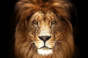 К чему снится лев