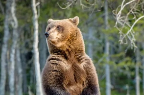 К чему снится медведь