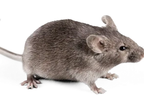 К чему снится мышь